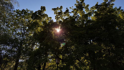 Low angle view of trees against sky