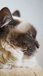 Close-up of cat sleeping