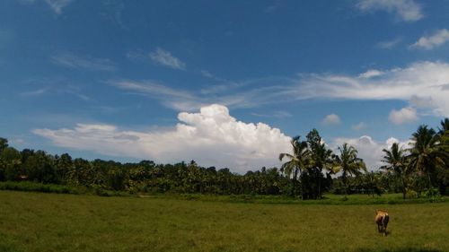 Scenic view of grassy field against sky