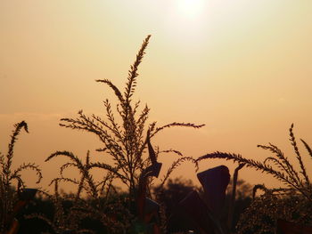 Close-up of plants against sunset sky