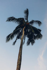 Low angle view of tall coconut palm tree against sky