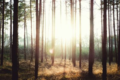 Sun shining through trees in forest