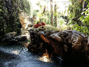 Scenic view of waterfall in forest