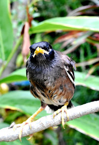 Close-up of bird perching on branch