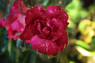 Close-up of wet red flower blooming outdoors