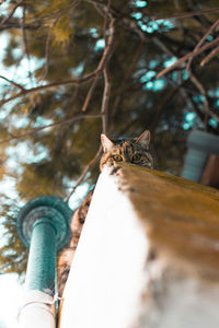 Low angle view of cat on tree