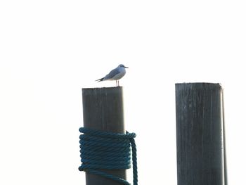 Bird perching on wooden post against clear sky