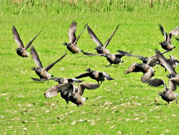 Flock of birds in the field