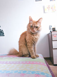 Portrait of cat sitting on bed at home