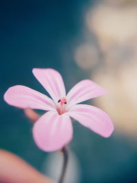 Close-up of pink flower