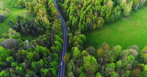 High angle view of trees in forest