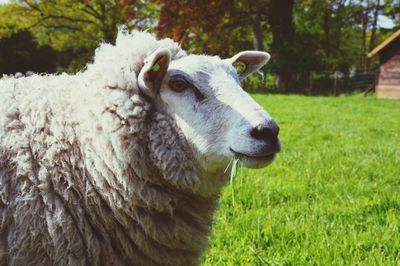 Sheep grazing on grassy field