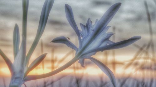 Close-up of flowers against blurred background