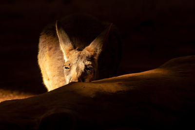 Close-up of kangaroo at night
