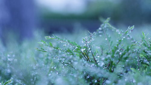 Close-up of grass growing in field