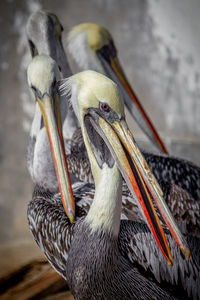 Close-up of pelican