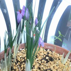 Close-up of potted plants