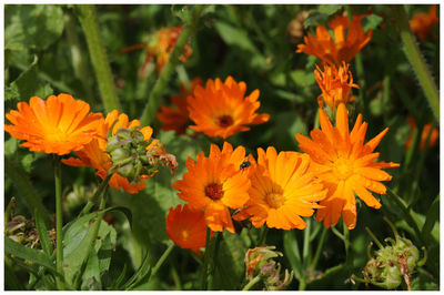 Close-up of orange flowers blooming outdoors