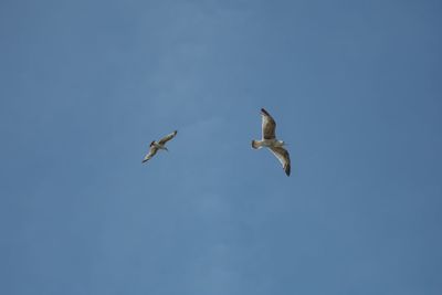 Low angle view of seagulls flying in sky