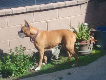 Dog standing outdoors