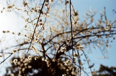 Close-up of cherry blossom against sky