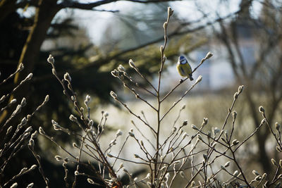 Bird perching on branch