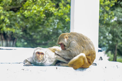 Monkey sitting on a tree