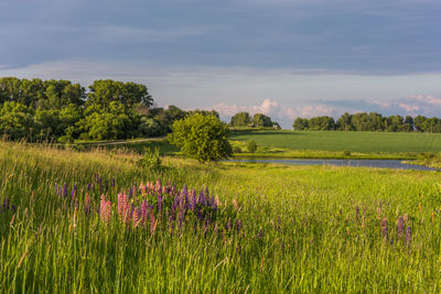 Close-up of purple lupins flowering plants on summer field at sunny day