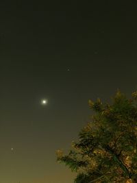 Low angle view of tree against sky at night