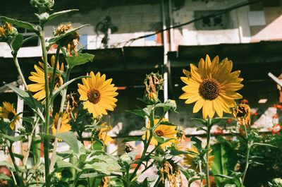 Close-up of yellow flowering plants