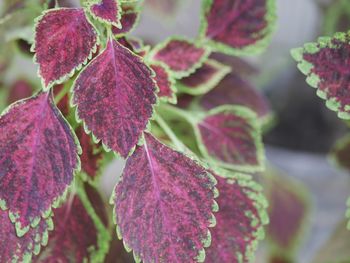 Close-up of purple flower