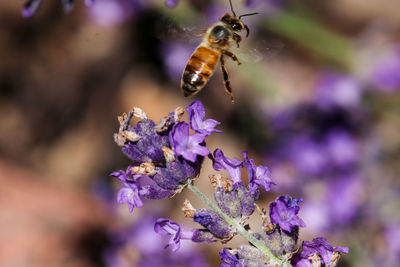 Close-up of bee pollinating on lavender