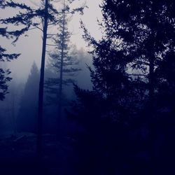 Trees in foggy weather