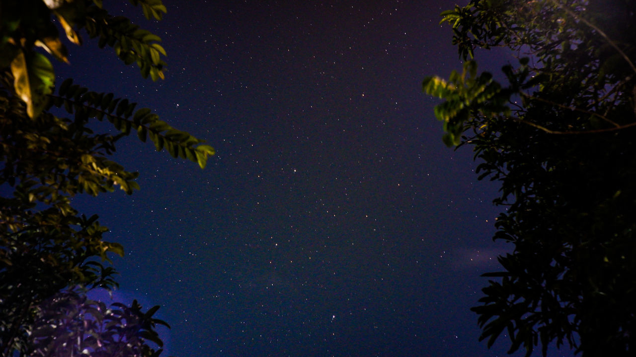 LOW ANGLE VIEW OF TREES AGAINST SKY