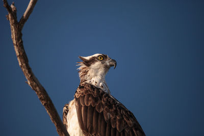 Low angle view of eagle against sky