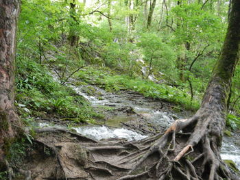 Scenic view of trees in forest