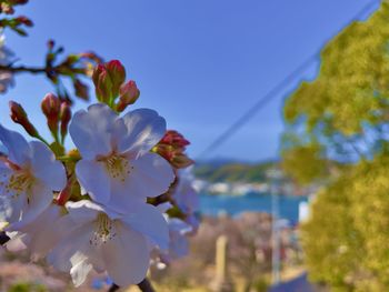 Close-up of cherry blossom against sky