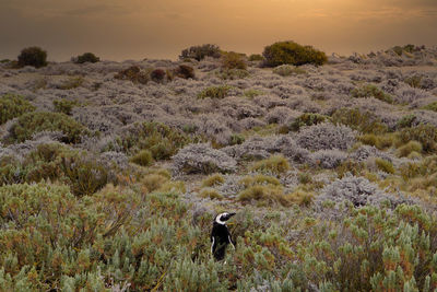 Scenic view of land against sky during sunset with a penguin 