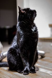 Close-up of cat sitting at home