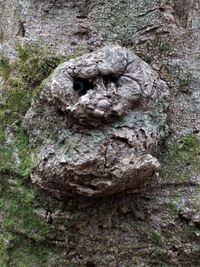 Rocks on tree trunk