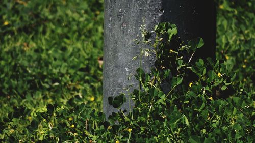 Close-up of tree trunk