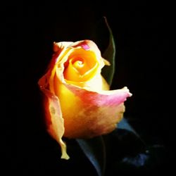 Close-up of rose over black background