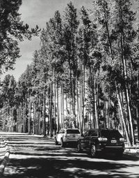 Cars parked on country road along trees