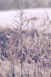 Close-up of frozen plants during winter