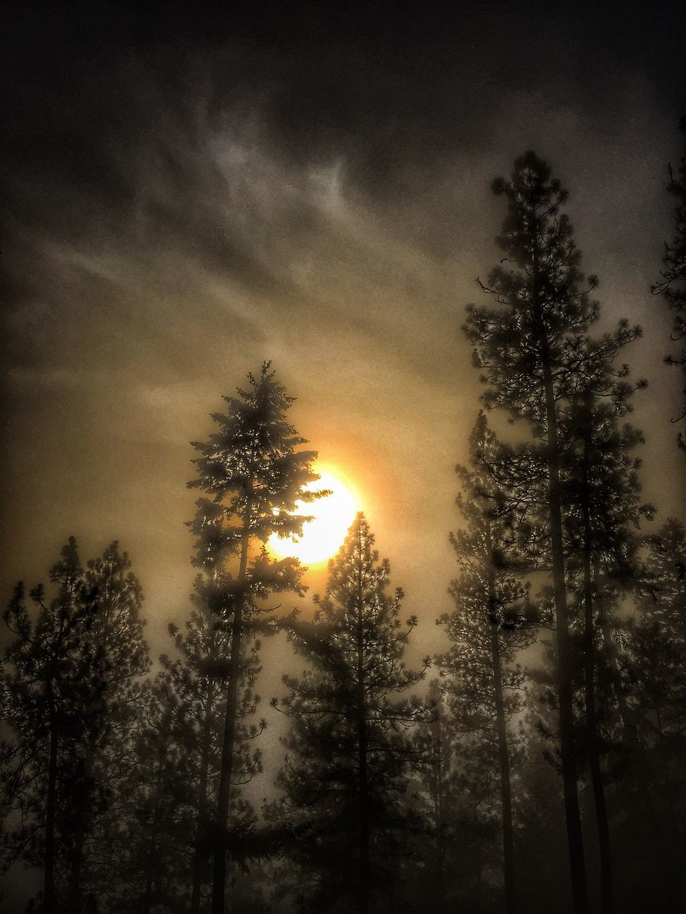 tree, nature, growth, beauty in nature, tranquility, no people, sunset, scenics, sky, silhouette, outdoors, palm tree, sun, day