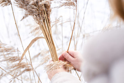 A young woman in a beige dress of neutral colors collects pampas grass.