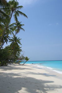 Palm trees on beach against clear sky