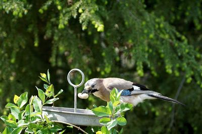 Eurasian jay with peanut in beak perching on bird feeder against tree