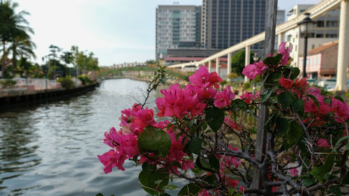 Close-up of pink flowering plants by canal