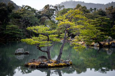 Reflection of trees in water